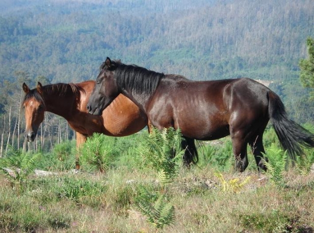 nuestros caballos en la naturaleza.JPG